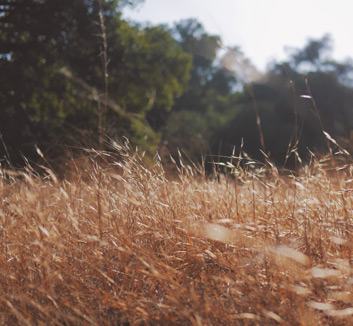 意媒：塔雷米被推荐给利兹联，后者也对球员表现出兴趣，塔雷米欧冠